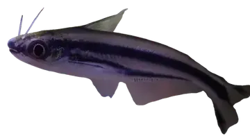 three-striped African catfish، صورة على خلفية شفافة