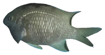 Scalyfin, photographed on a transparent background