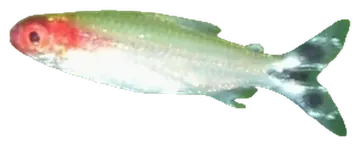 false rummy-nose tetra, saydam zeminde fotoğraf