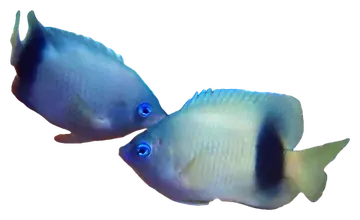 Blue-eye Damsel, fotografiado sobre fondo transparente