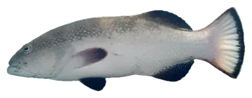 Squaretail Coralgrouper, fotografiert auf transparentem Hintergrund