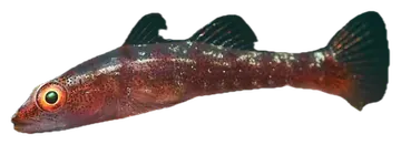 Many-host Ghostgoby, saydam zeminde fotoğraf