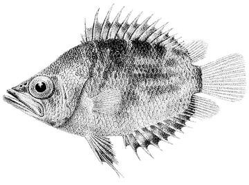 African leaffish, photographed on a transparent background
