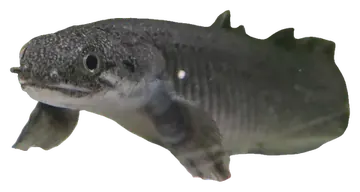 Senegal Bichir، صورة على خلفية شفافة