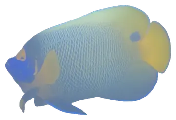 Blueface Angelfish, gefotografeerd op een transparante achtergrond