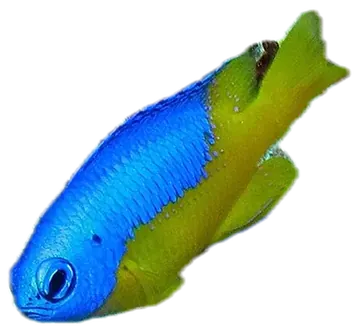 Goldbelly Damsel، صورة على خلفية شفافة