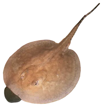 Porcupine River Stingray, saydam zeminde fotoğraf