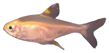 X-ray Tetra, fotografiert auf transparentem Hintergrund