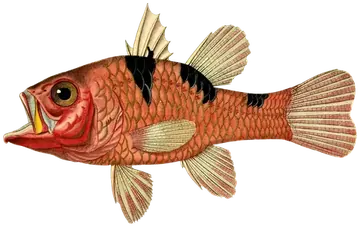 Threespot Cardinalfish، صورة على خلفية شفافة