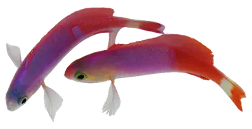 Painted Basslet, fotografata su sfondo trasparente