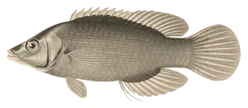 Disappearing Wrasse, fotografiert auf transparentem Hintergrund