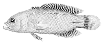 Dusky dottyback, photographed on a transparent background