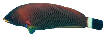 Chiseltooth Wrasse، صورة على خلفية شفافة