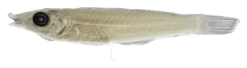 Long Green Wrasse, photographed on a transparent background