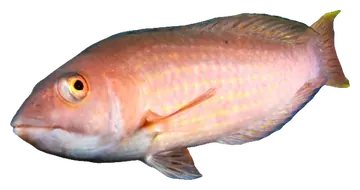 Rosy Parrotfish، صورة على خلفية شفافة