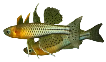 Spotted Blue Eye, photographed on a transparent background