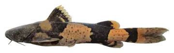 Bull Bumblebee Catfish, fotografata su sfondo trasparente