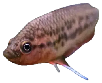 Brown Spiketail Gourami, photographed on a transparent background