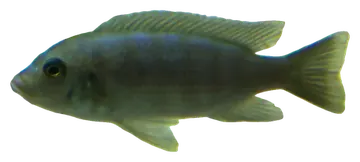 Pseudotropheus elongatus، صورة على خلفية شفافة