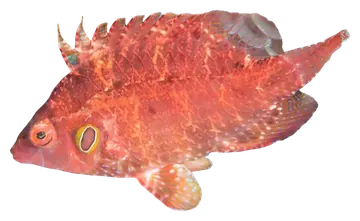 Cryptic Wrasse، صورة على خلفية شفافة