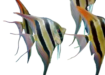 Altum Angelfish, photographed on a transparent background