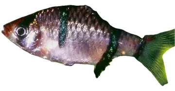Puntigrus pulcher, photographed on a transparent background