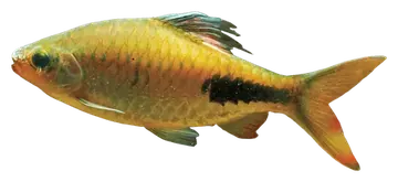 Exclamation Barb, photographed on a transparent background