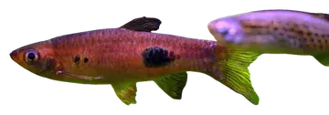 Clown Rasbora, fotografiert auf transparentem Hintergrund