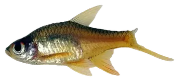 Rasboroides vaterifloris، صورة على خلفية شفافة