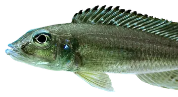 Reganochromis calliurus، صورة على خلفية شفافة