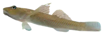 Candi River Goby، صورة على خلفية شفافة