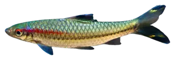 Sahyadria chalakkudiensis, fotografiert auf transparentem Hintergrund