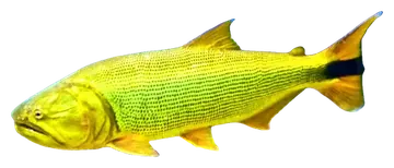 Golden Dorado, fotografiert auf transparentem Hintergrund