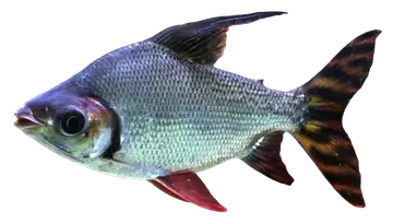 Silver Prochilodus، صورة على خلفية شفافة
