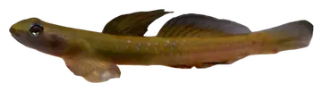 Sicyopus cebuensis, fotografiert auf transparentem Hintergrund