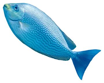 Java Rabbitfish, fotografiert auf transparentem Hintergrund