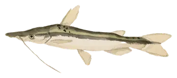 Duckbill Catfish, gefotografeerd op een transparante achtergrond