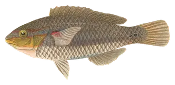 Redshoulder Wrasse, fotografiado sobre fondo transparente