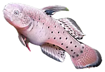 Grey Knight Goby, gefotografeerd op een transparante achtergrond