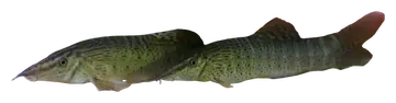 Chameleon Botia, photographed on a transparent background