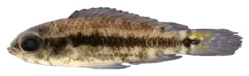 Black Stripe Dwarf Cichlid, fotografata su sfondo trasparente