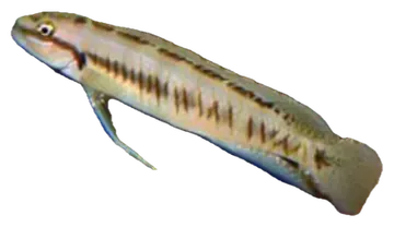Blunt-headed Telmat, saydam zeminde fotoğraf