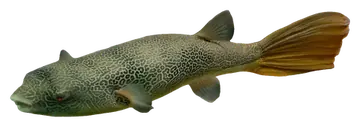 Mbu Puffer, fotografiert auf transparentem Hintergrund