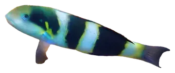 Blackbarred Wrasse, fotografiert auf transparentem Hintergrund