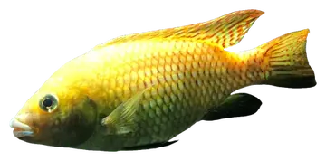 Otjikoto Tilapia, saydam zeminde fotoğraf
