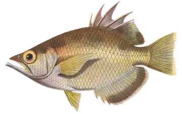 Spotted Archerfish, photographed on a transparent background