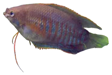 Thick-lip Gourami, fotografiado sobre fondo transparente