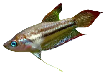 Threestripe Gourami, fotografiert auf transparentem Hintergrund
