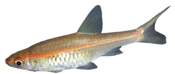 Red-striped Rasbora, fotografata su sfondo trasparente