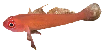 Ringeye Pygmygoby، صورة على خلفية شفافة